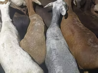 Kos, Kazakh fat-tailed coarsewool sheep — 2. fotó