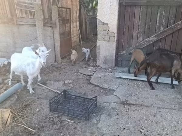 Koza, Kozy — Maďarsko