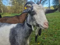 Nőstény kecske, Alpine goat — 4. fotó