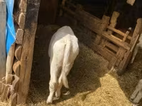 公牛, Belgian Blue — 照片 3