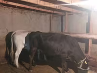 Vaca, Raza Auliékol — foto 3