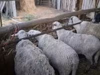 Oveja, Ovejas — foto 3