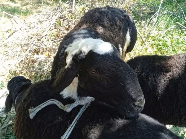 Sheep (batch, sex not specified), Sheep