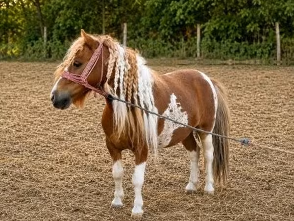 Kůň, Koně — Maďarsko
