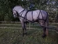 Hing, Lipizzaner — 4. fotó