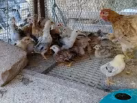 Chickens — 4. fotó