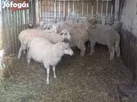 Juhok (tétel, nem megadva), Juhok — 3. fotó