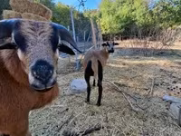 Oveja, Cameroon sheep — foto 4