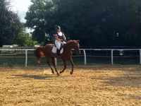घोड़ा, Oldenburg horse — फ़ोटो 4