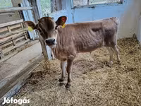 Toro, Raza Jersey — foto 4