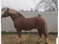 At, Hungarian horse breed — foto 4