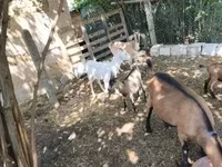 Cabras (lote, sexo no especificado), Cabras — foto 3