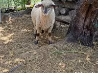 Widder, White Suffolk sheep — Foto 3