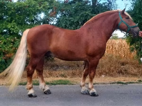 Caballo, Noriker