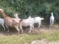 Bak, LaMancha goats — 3. fotó
