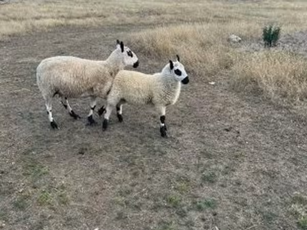 Juh, Cerry Hill sheep
