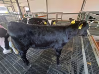 Krava, Russian Black pied cattle — foto 5