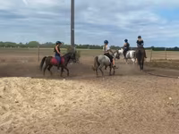 Cheval, Chevaux — photo 8