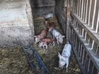 Pigs (batch, sex not specified), Pigs — photo 1
