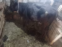Tehén, Simmental cattle — 5. fotó