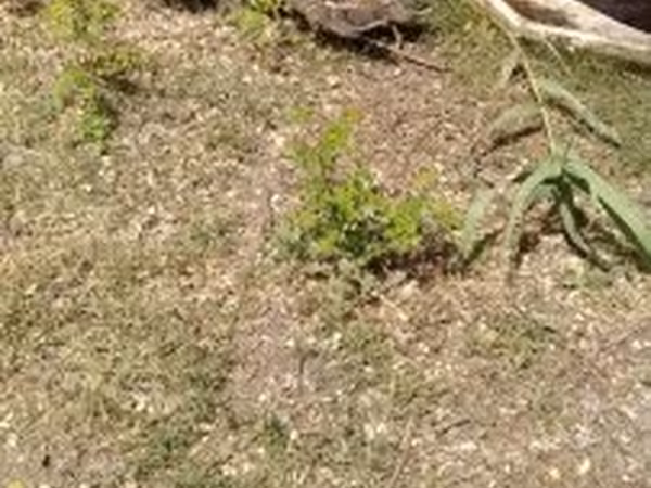 Ducks — 匈牙利
