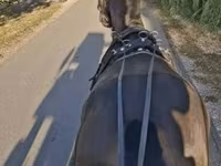 حصان, Hungarian horse breed — الصورة 3