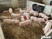 Pigs (batch, sex not specified), Pigs — photo 2