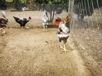 Chickens — 6-сурет