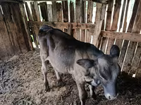 Bika, Swiss cattle — 4. fotó
