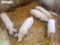 Sow, Pigs — photo 1