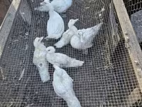Ducks — الصورة 2