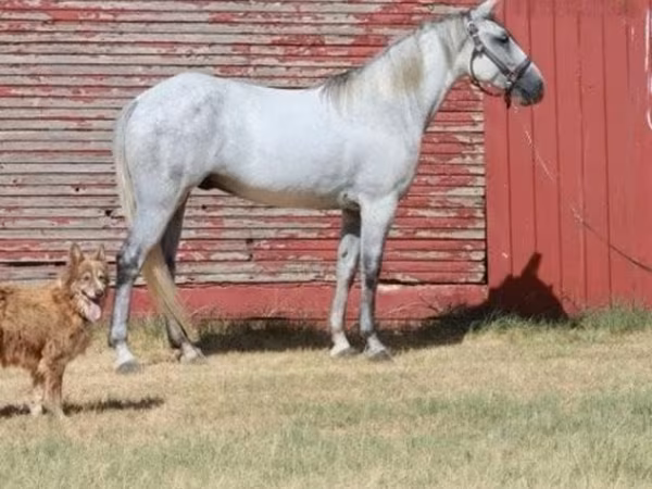 Hing, Tennessee Walking Horse