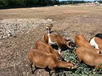 公羊, Cameroon sheep — 照片 6