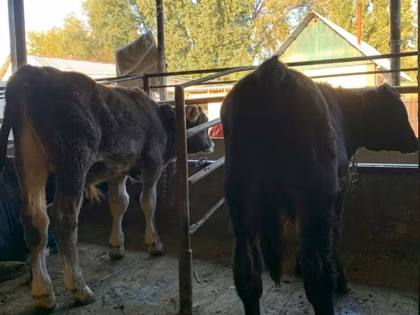 Byk, Rasa alatauska