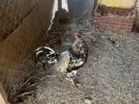 Chickens — 2. fotó