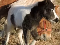 Stute, Miniature horse — Foto 5