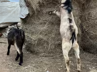 Bak, Alpine goat — 4. fotó