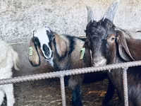 Billy Goat, Nubian Goat — photo 1