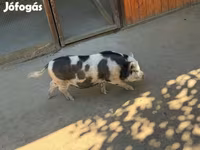 Sow, Pigs — photo 2