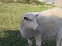 Dişi keçi, Russian White goat — foto 2