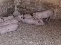 Sow, Pigs — photo 4