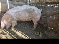 Süldőanya, Sertések — 3. fotó