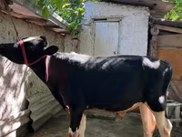 सांड, मवेशी — फ़ोटो 3