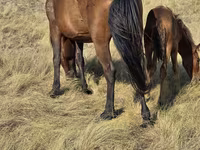 Klisna, Kazakh horse — foto 5