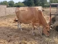 母牛, Jersey breed — 照片 5
