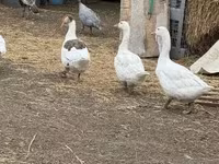 Geese — 2-сурет