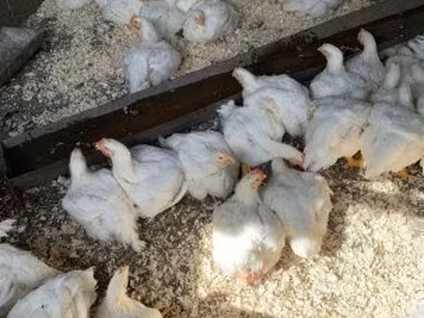 Chickens — Magyarország