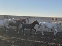 Hing, Kazakh horse — 1. fotó