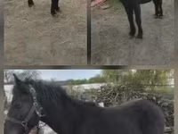 Caballo, Caballos — foto 1