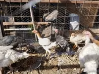 Turkeys — फ़ोटो 4